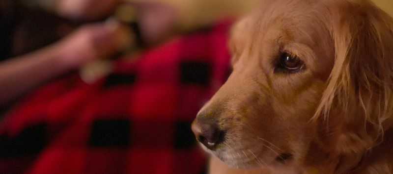 custodia-mascotas-divorcio-en-madrid